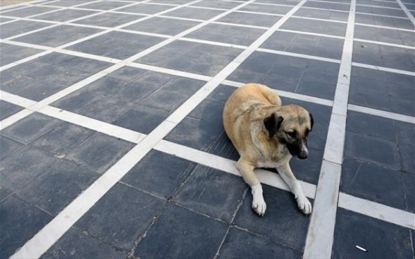 Άγνωστοι δηλητηρίασαν τέσσερα σκυλιά στον Αλμυρό Βόλου