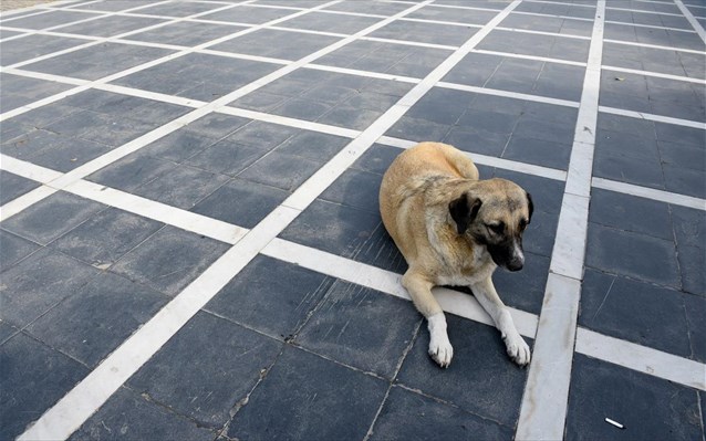 Άγνωστοι δηλητηρίασαν τέσσερα σκυλιά στον Αλμυρό Βόλου