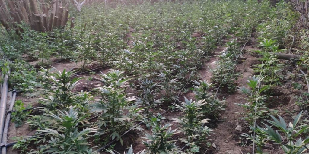 Τεράστια φυτεία κάνναβης στο Μυλοπόταμο – Εντοπίστηκαν 748 δενδρύλλια και 638 φυτώρια