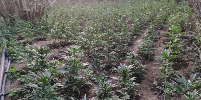 Τεράστια φυτεία κάνναβης στο Μυλοπόταμο – Εντοπίστηκαν 748 δενδρύλλια και 638 φυτώρια