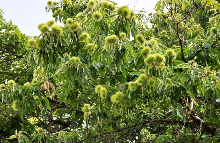 Συνεχίζεται το πρόγραμμα για τη σφήκα της καστανιάς – Τι περιλαμβάνει
