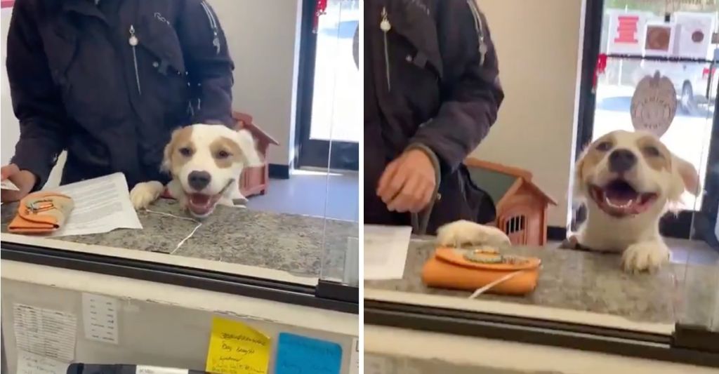 Σκύλος λέει «αντίο» στο καταφύγιο αφού βρήκε ένα μόνιμο σπίτι