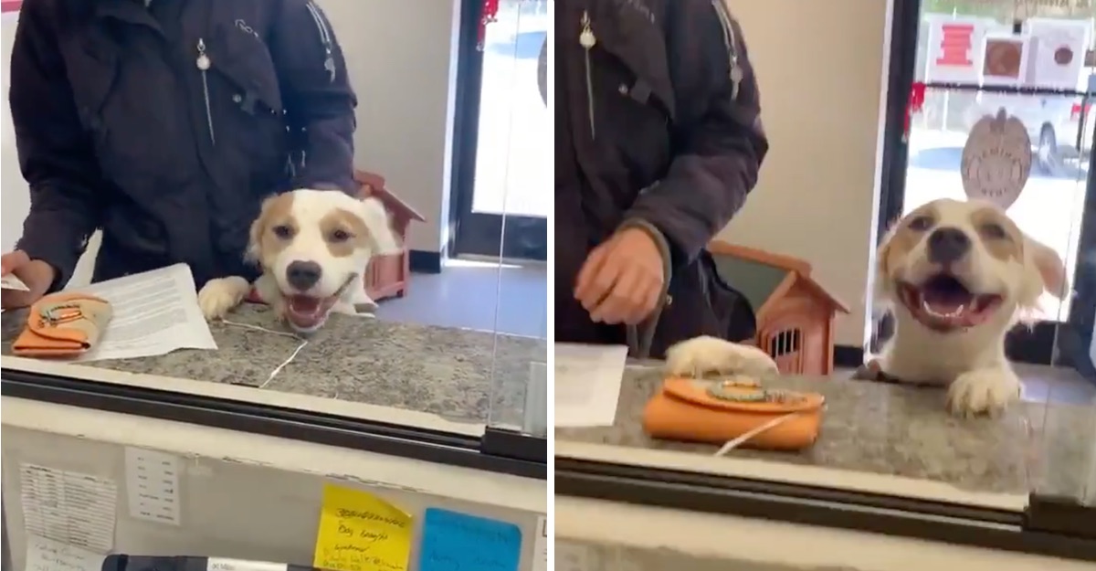 Σκύλος λέει «αντίο» στο καταφύγιο αφού βρήκε ένα μόνιμο σπίτι