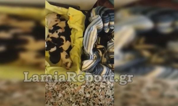 Φθιώτιδα : Ασυνείδητος πέταξε νεογέννητα κουταβάκια στα σκουπίδια