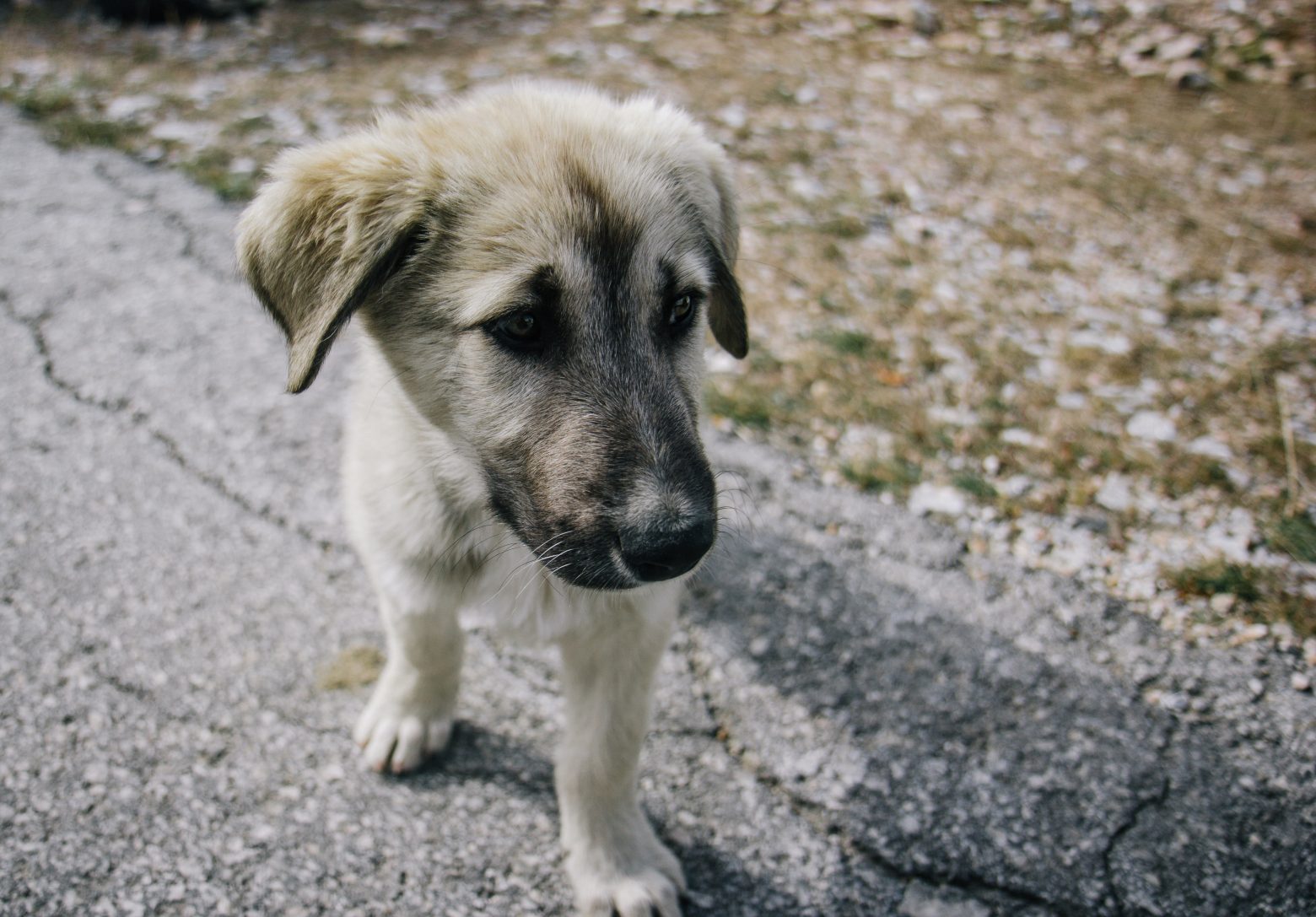 Συγκινητικό: Εδώ και δέκα χρόνια φροντίζει εγκαταλελειμμένους σκύλους - Το «πριν» και το «μετά» είναι απίστευτο