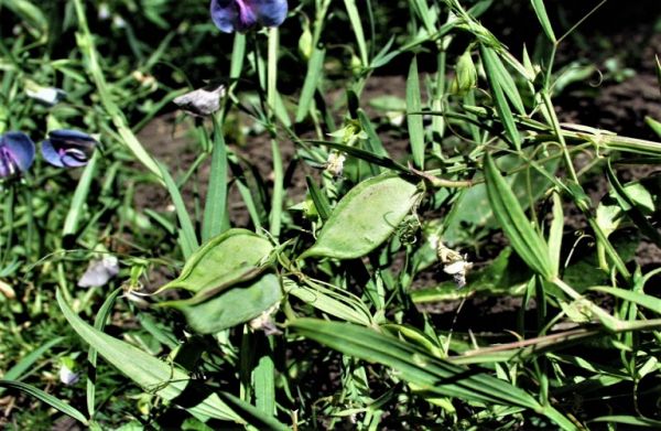 Λαθούρι : Περονόσπορος και Θρίπας – Πώς αντιμετωπίζονται