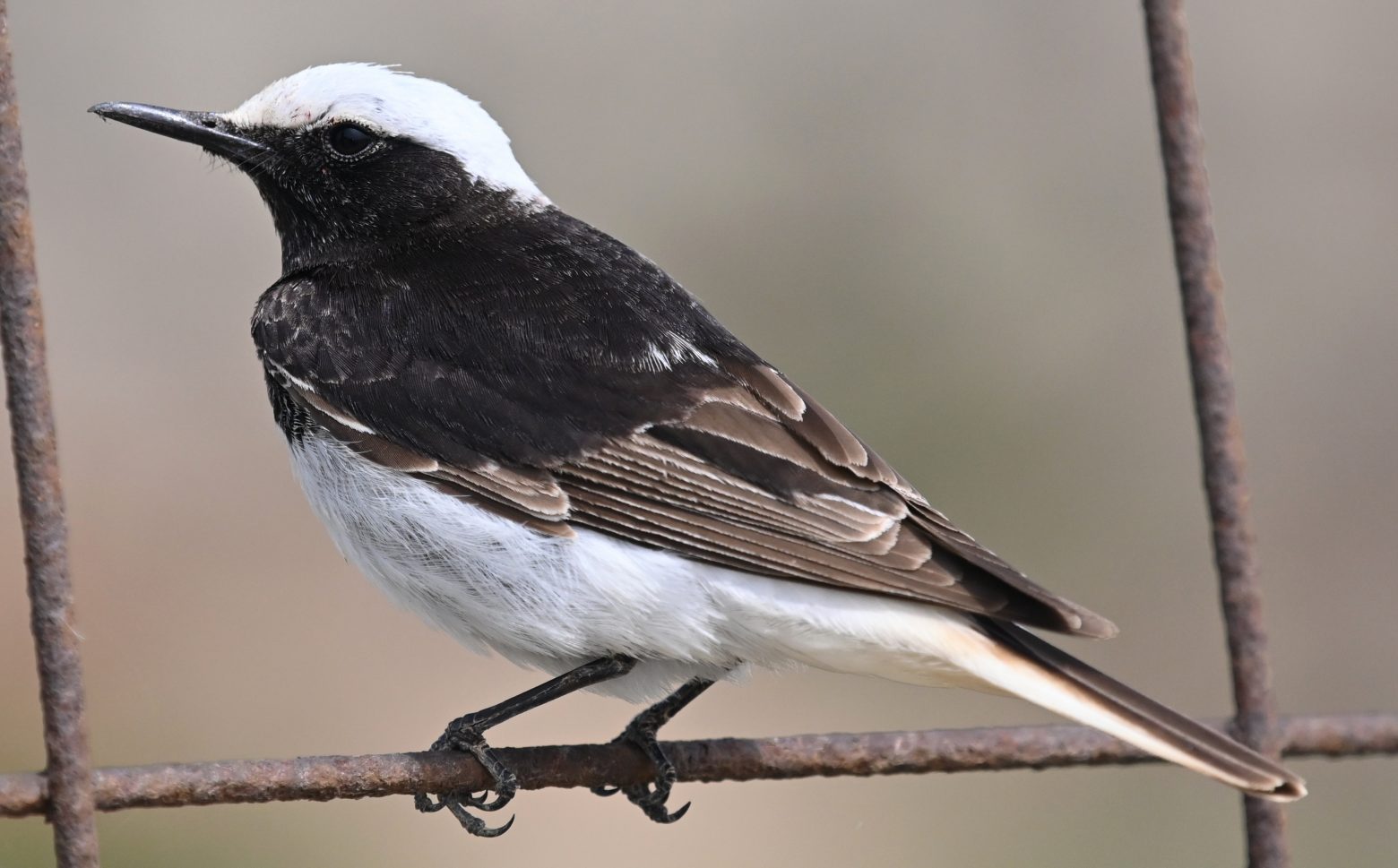 Ένα μοναδικό είδος πουλιού εντοπίστηκε στο Απολιθωμένο Δάσος Λέσβου