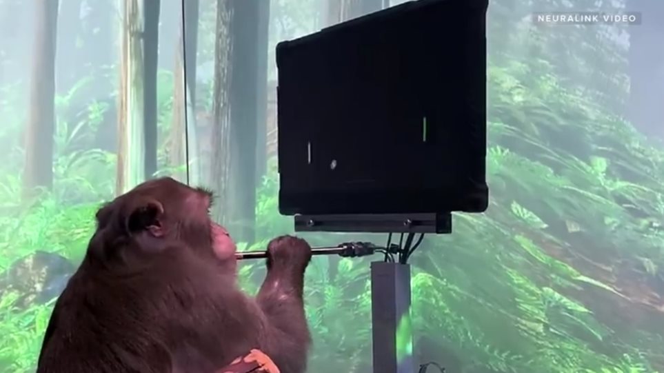 Έλον Μασκ: Παρουσίασε μαϊμού με ασύρματα τσιπάκια να παίζει βιντεοπαιχνίδι με το νου της