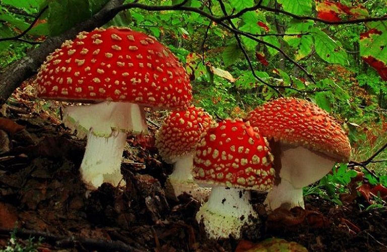 Μανιτάρια : Ανθεί η αγορά τους ως εναλλακτικές μορφές πρωτεΐνης