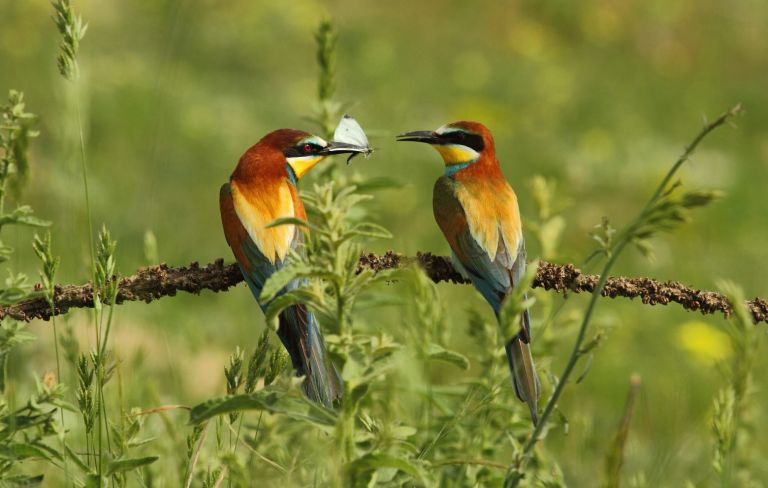 Τώρα είναι η καλύτερη εποχή να ξεκινήσεις bird watching (ακόμα και στην Αθήνα)