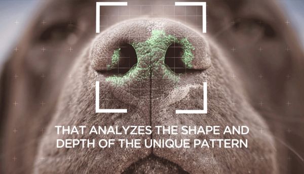 NOSEiD: Η εφαρμογή που βοηθά τα χαμένα σκυλιά να γυρίσουν πίσω στο σπίτι