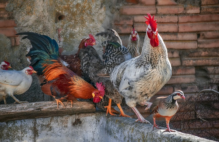 Ποιά είναι τα μέτρα βιοασφάλειας για την γρίπη των πτηνών