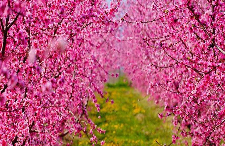 Πυρηνόκαρπα : Πώς αντιμετωπίζονται οι εχθροί και ασθένειες της εποχής