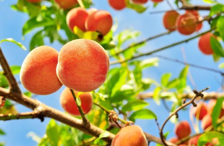 Ροδακινιά: Εχθροί και ασθένειες της εποχής