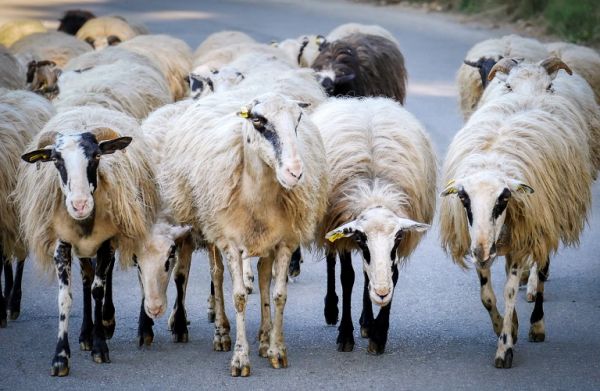 Μαστίτιδα: Ταλαιπωρεί τα ζώα – προβληματίζει τους κτηνοτρόφους
