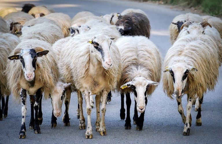 Μαστίτιδα: Ταλαιπωρεί τα ζώα – προβληματίζει τους κτηνοτρόφους