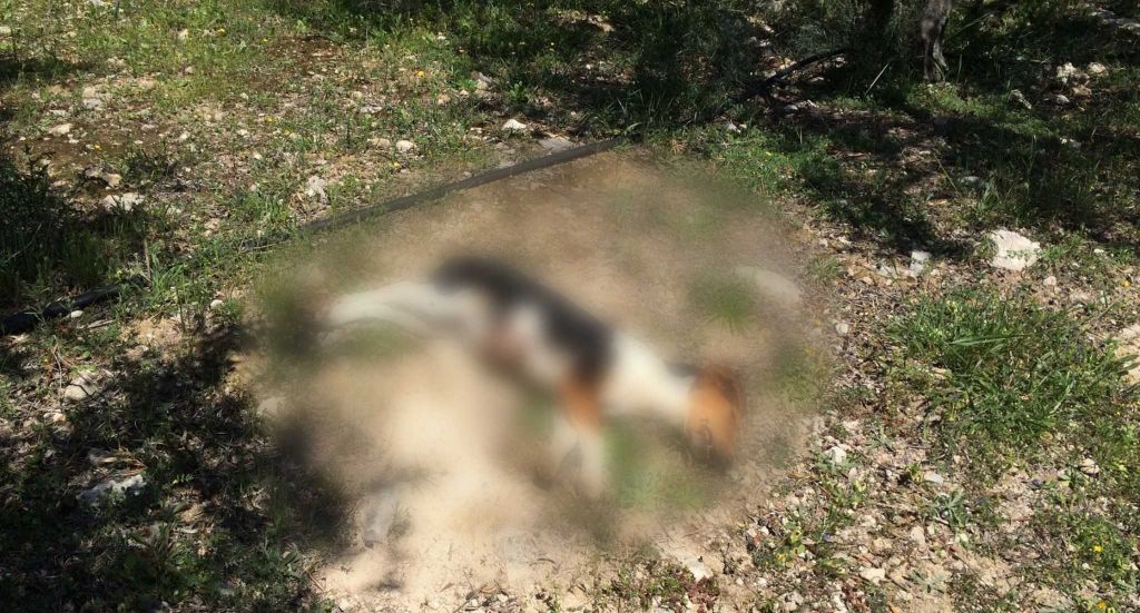 Κρήτη : Πυροβόλησε και σκότωσε σκυλάκι αφού πρώτα το βασάνισε
