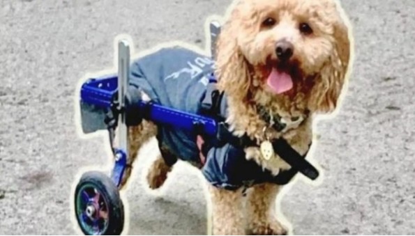 Η συγκινητική ιστορία ενός παράλυτου σκύλου που σώθηκε από τα σφαγεία της Κίνας