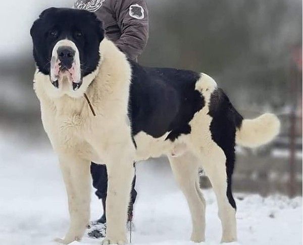 Τουρκμενιστάν: Επίσημη αργία προς τιμήν του εθνικού του σκύλου