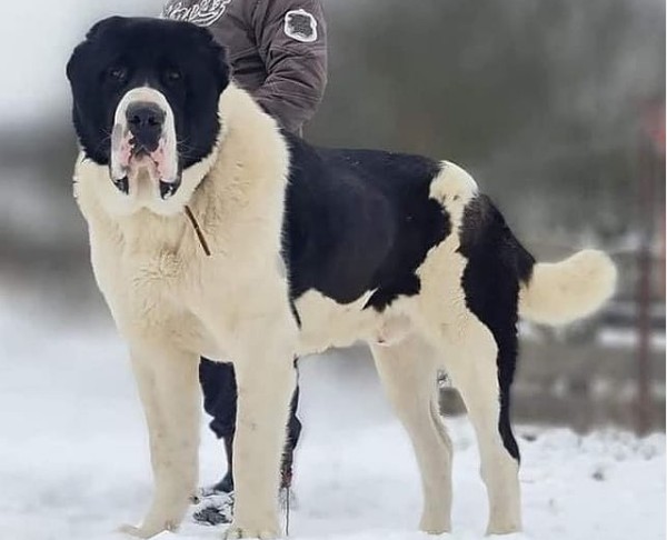 Τουρκμενιστάν: Επίσημη αργία προς τιμήν του εθνικού του σκύλου