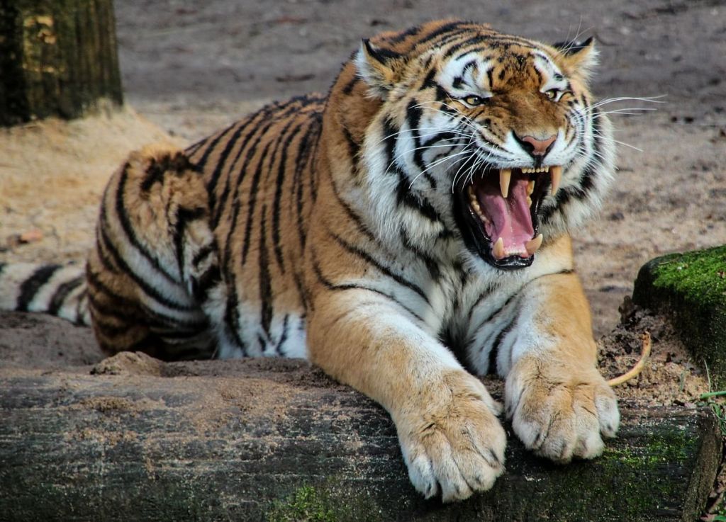 Κίνα: Τίγρη επιτίθεται σε ανθρώπους – Σώθηκαν από «θαύμα»