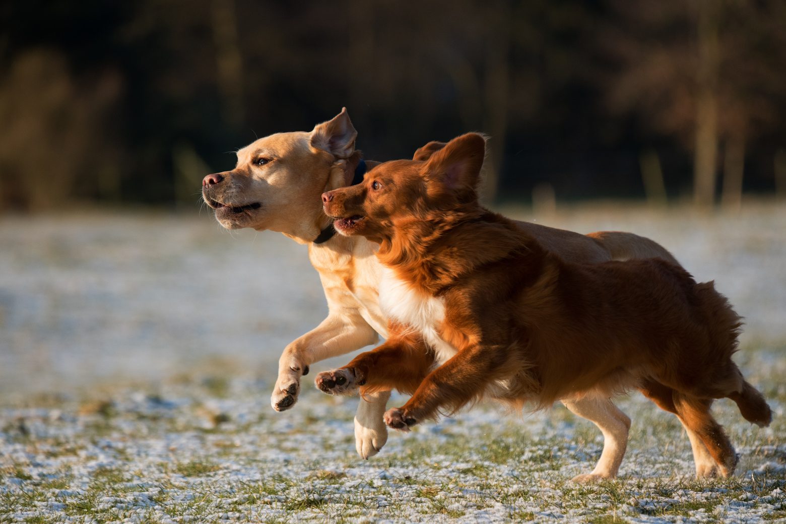 Σκύλοι... καρδιακοί: Η μαγική στιγμή της συνάντησης δυο αγαπημένων σκύλων μετά τις διακοπές τους [Βίντεο]