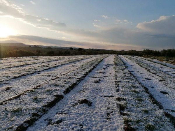 Ζημιές σε πάνω από 12.000 στρέμματα προξένησε χαλαζόπτωση στην Τριφυλία