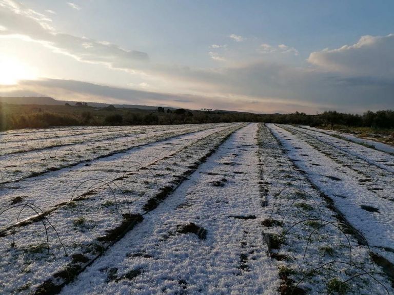 Ζημιές σε πάνω από 12.000 στρέμματα προξένησε χαλαζόπτωση στην Τριφυλία