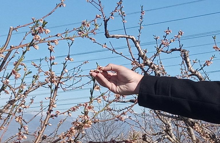 Καταστροφές από παγετό : Πώς θα αποζημιωθούν οι παραγωγοί
