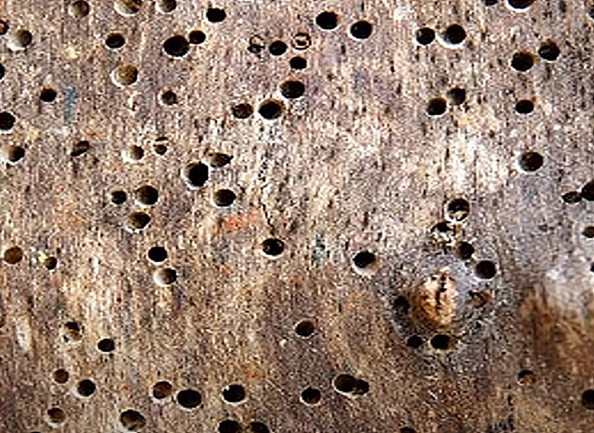 Τρυποφοβία : Εσείς νιώθετε άγχος ή φόβο όταν βλέπετε τρύπες σε μια επιφάνεια ; Βίντεο-τεστ λύνει τις απορίες