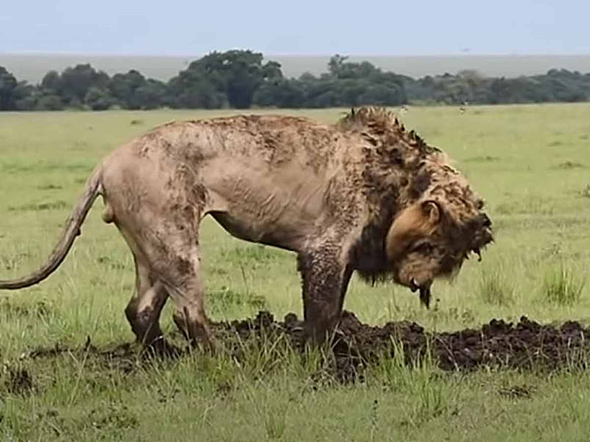 Λιοντάρι σκάβει και βρίσκει μες στις λάσπες το επόμενό του θήραμα σε μια εντυπωσιακή «μάχη»