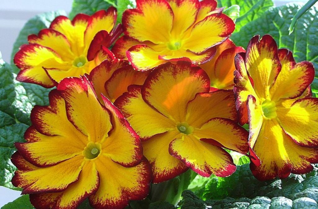 Πρίμουλες : Το λουλούδι του Δαρβίνου – Στις πιο ωραίες αποχρώσεις