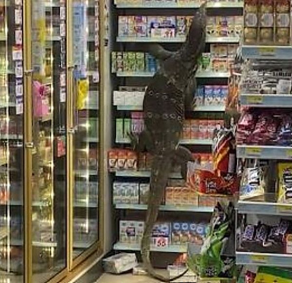 Ταϊλάνδη : Μια τεράστια σαύρα Βαράνος μπήκε σε παντοπωλείο και προκάλεσε…φρίκη