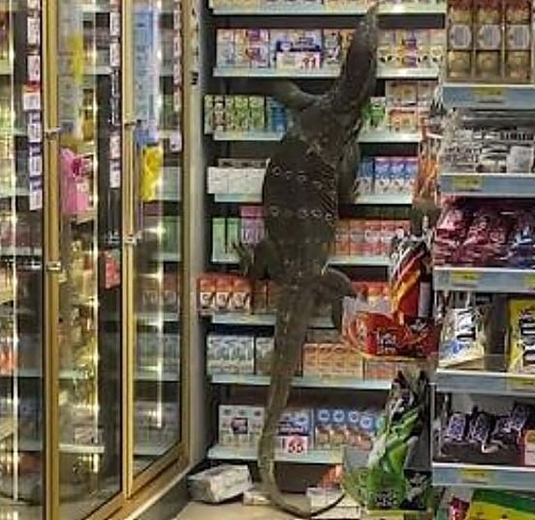 Ταϊλάνδη : Μια τεράστια σαύρα Βαράνος μπήκε σε παντοπωλείο και προκάλεσε…φρίκη