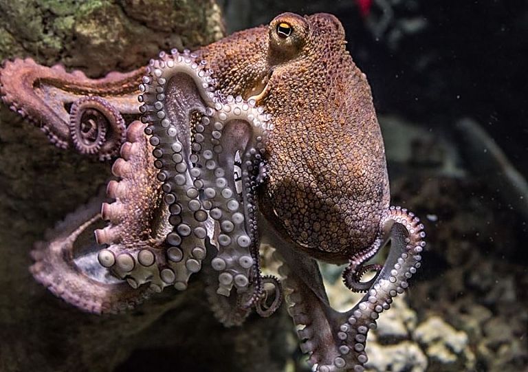 Χταπόδι επιτίθεται με μένος σε άνδρα και εκείνος το καταγράφει στην κάμερα