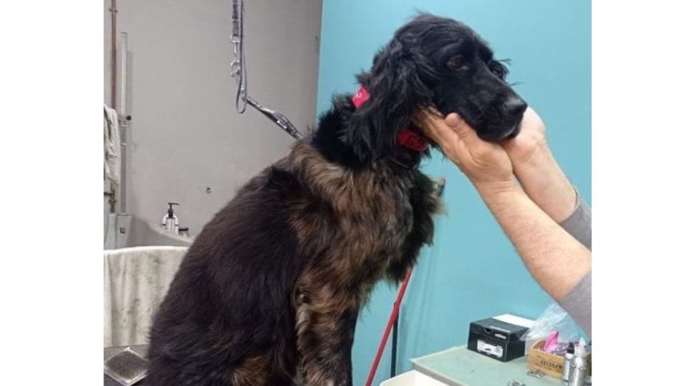 Κτηνωδία στην Πάτρα: Κακοποιούσαν σκύλο επί τέσσερις μήνες