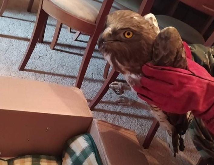 Πρόσκοποι της Λέσβου έσωσαν σπάνιο αρπακτικό πτηνό