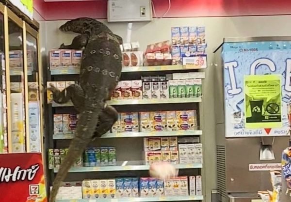 Ταϊλάνδη : Σαύρα – Γκοτζίλα εισέβαλε σε μίνι μάρκετ