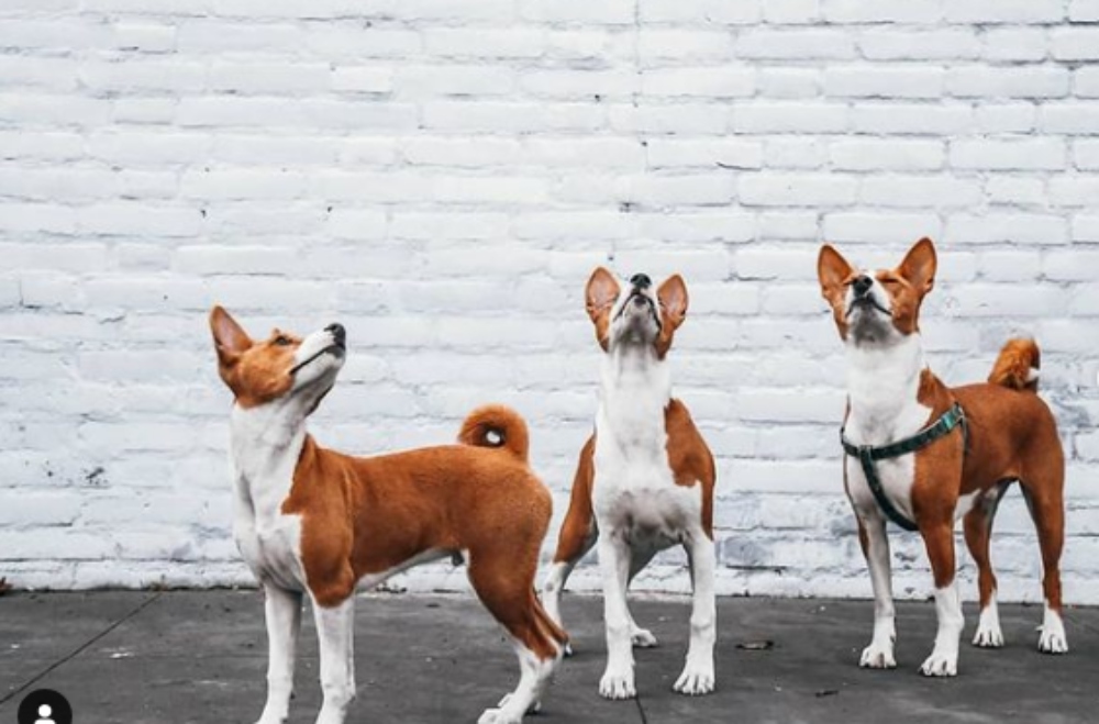 Μπασέντζι: Το κυνηγόσκυλο από την Αφρική που δεν… γαυγίζει