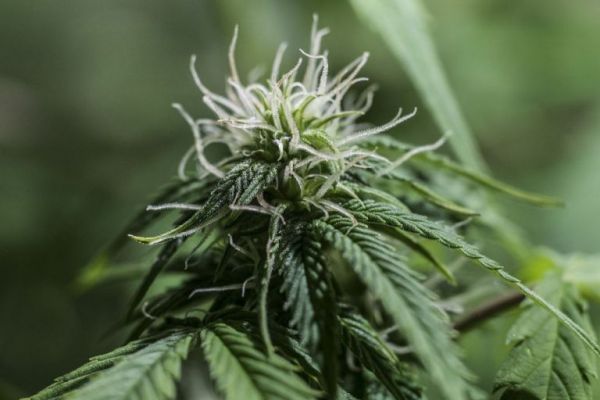 Νομοσχέδιο για την κάνναβη: Πέρασε από την επιτροπή της Βουλής με τις ψήφους ΣΥΡΙΖΑ και ΚΙΝΑΛ