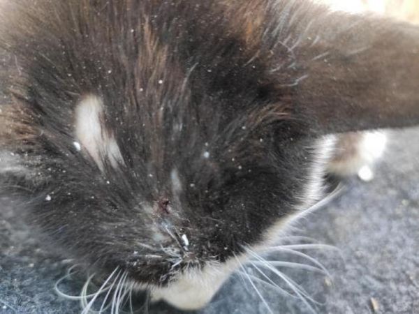 Ιππειος Λέσβου: Απάνθρωπο περιστατικό – Πυροβόλησε γατάκι επειδή του έσκιζε τις σακούλες σκουπιδιών