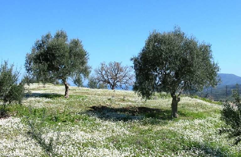 Πυρηνοτρήτης στην ελιά – Συστάσεις