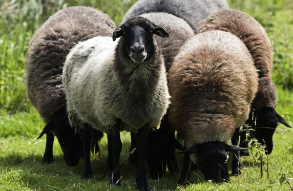 Αυτόχθονες φυλές: Πληρωμή 1,9 εκατ. ευρώ