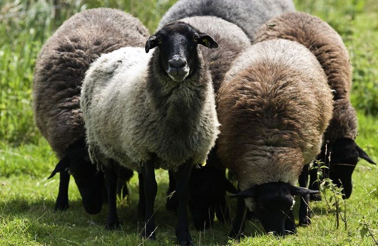 Αυτόχθονες φυλές: Υποβολή παραστατικών συμμόρφωσης