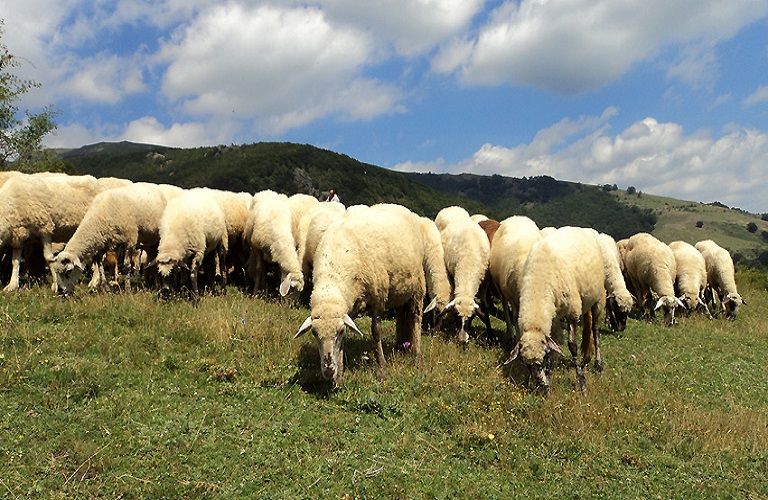 Σχέδια βόσκησης ύψους 2,5 εκατ. ευρώ και για την ΠΑΜ-Θ
