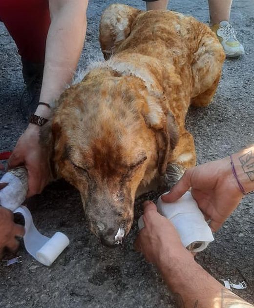 Γιατί το άφησες δεμένο να καεί;