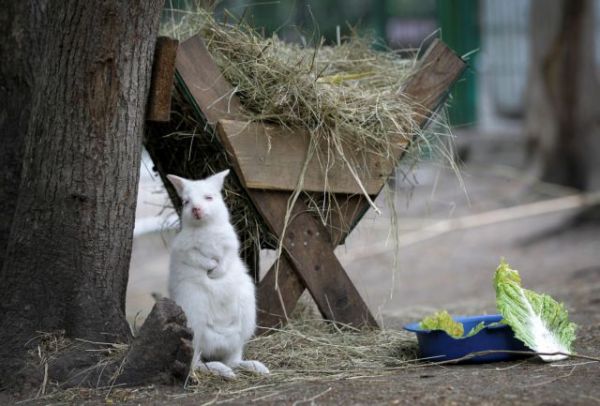 Πανέμορφο αλμπίνο γουάλαμπαϊ γεννήθηκε σε ζωολογικό κήπο της Ρωσίας