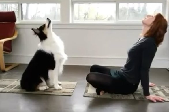 Ο viral σκύλος που κάνει… ασκήσεις γιόγκα