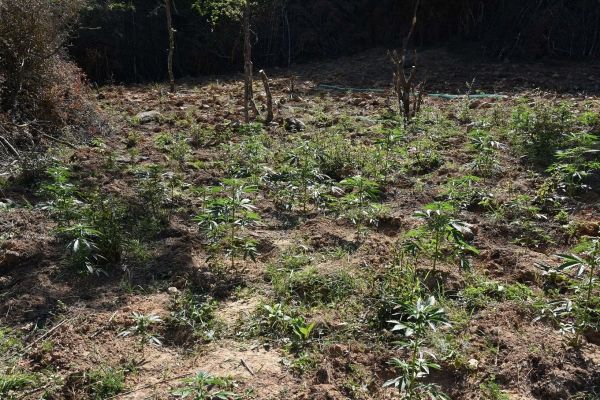 Κιλκίς: Κέρδη που ξεπερνούν τα 6 εκατ. ευρώ θα αποκόμιζε το κύκλωμα με τις χασισοφυτείες
