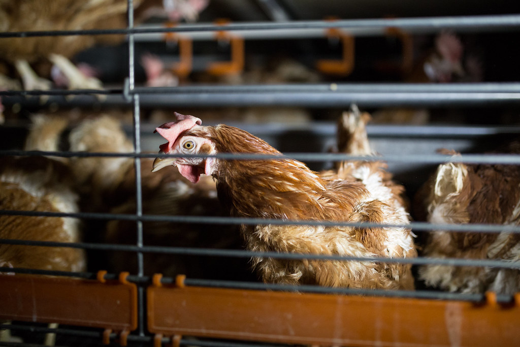 EE: Προς κατάργηση η εκτροφή ζώων σε κλουβιά